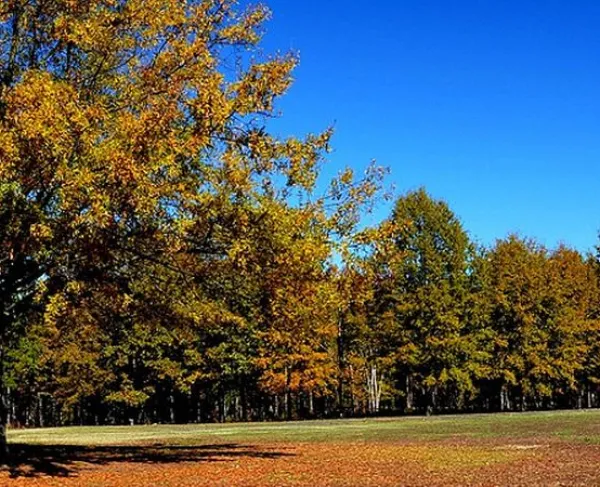Cowpens Battlefield